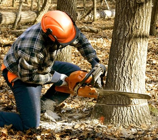 Tree Removal in Montague, MI